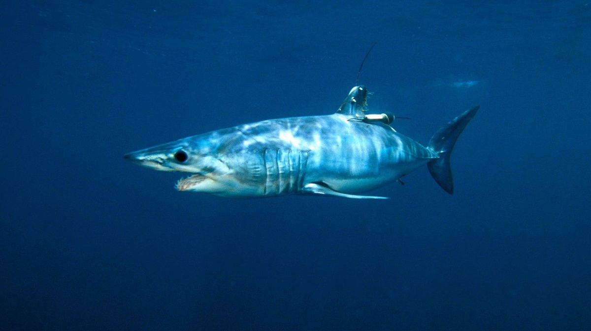 Návštěvníci pláže na Floridě pomohli uvázlému žralokovi zpět do vody